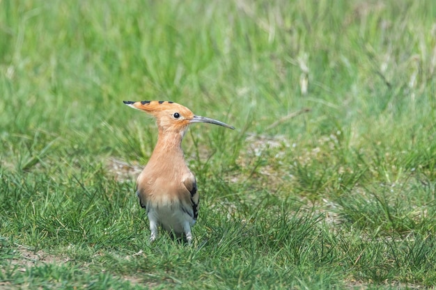 Hoopoe Common Hoopoe Upupa epops Eurasian Hoopoe