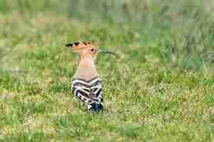 Photo hoopoe common hoopoe upupa epops eurasian hoopoe