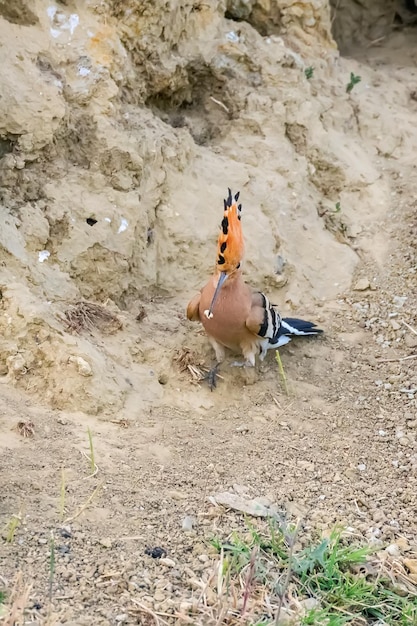 Hoopoe Common Hoopoe Upupa epops Eurasian Hoopoe