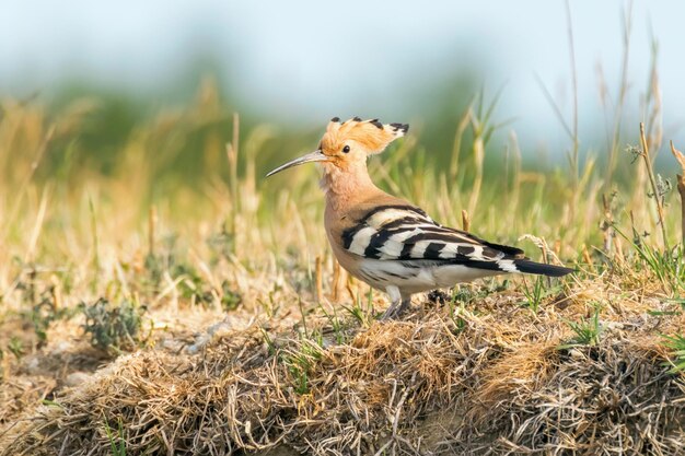 Hoopoe, Common Hoopoe (Upupa epops) Eurasian Hoopoe