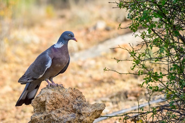 Upupa della famiglia upupidae e dell'ordine upupiformes