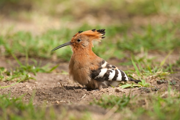 Hoopoe op het gras