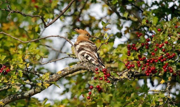 Hoopoe preening in a tree