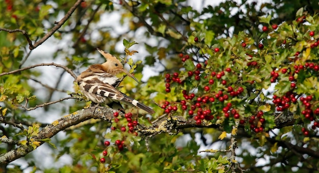 Hoopoe preening in a tree