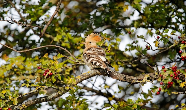 Hoopoe preening in a tree