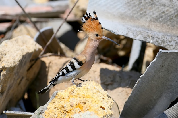 建設廃棄物の山に座っているヤツガシラ