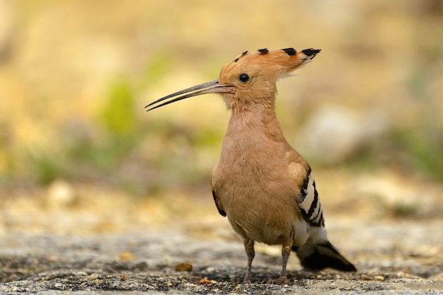 The hoopoe stands on rock