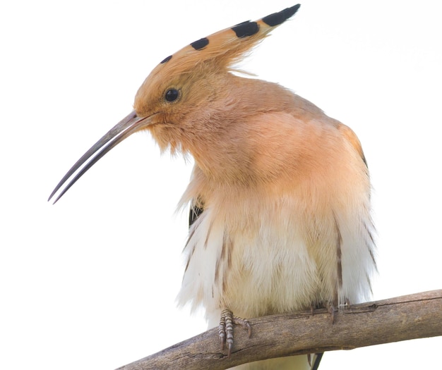 Hoopoe Upupa epops Bird sings on a white background Isolated