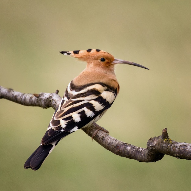 Hoopoe Upupa epops sitting on a stick