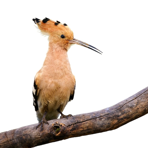 Hoopoe Upupa epops zittend op een stok op wit geïsoleerd