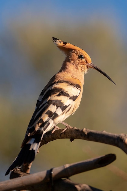 Hoopoe Upupa epos Cordoba Spain