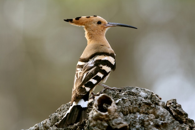 Hoopoe with the first light of the morning, Upupa epops