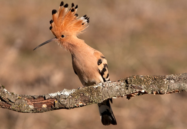 Hoopoe with the first sunrise lights