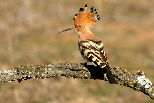 Hoopoe with the first sunrise lights