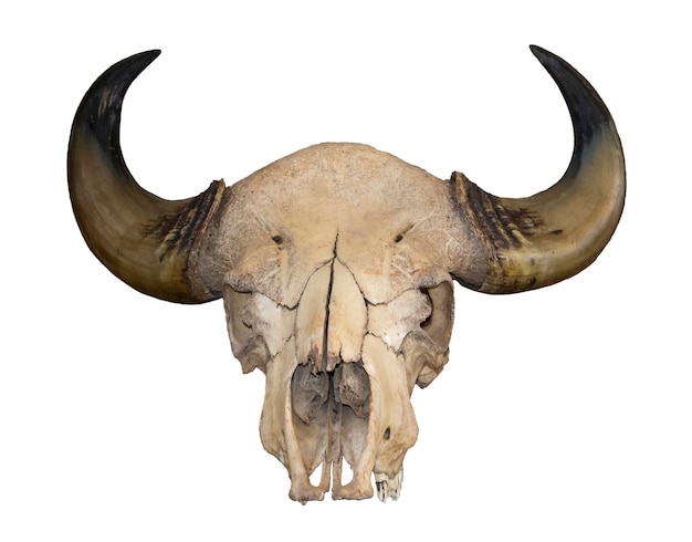 Hoorns en de schedel van een stier geïsoleerd op een witte achtergrond