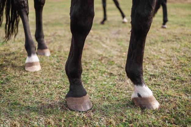 写真 黒い馬のクローズ アップのひづめ動物は緑の野原に立っています。