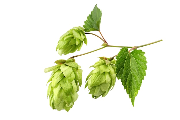 Hop cone isolated on white background Hop plant for brewing beer