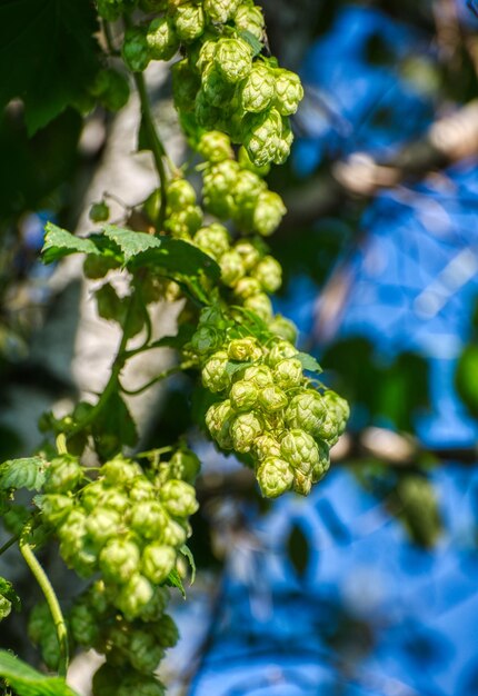 Hop cones closeup