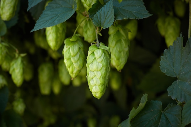 Photo hop cones in the hop field