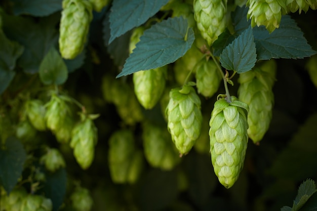 Hop cones in the hop field