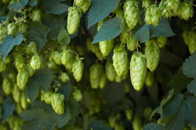 Hop cones in the hop field