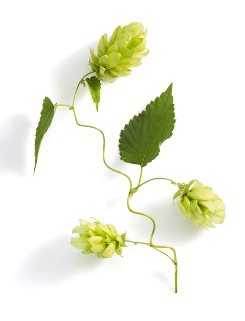 Hop cones isolated on white