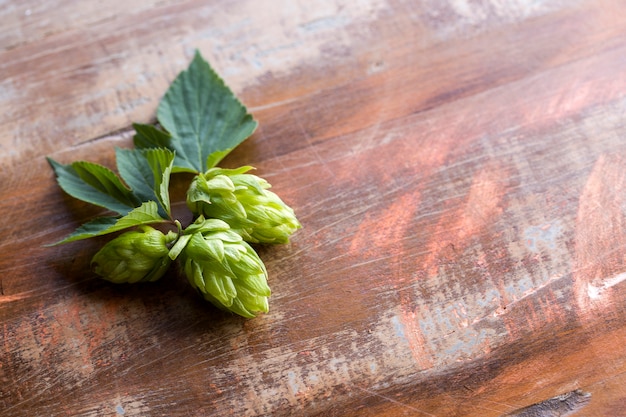 Hop cones isolated on wooden background close-up