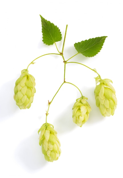 Hop cones on white background