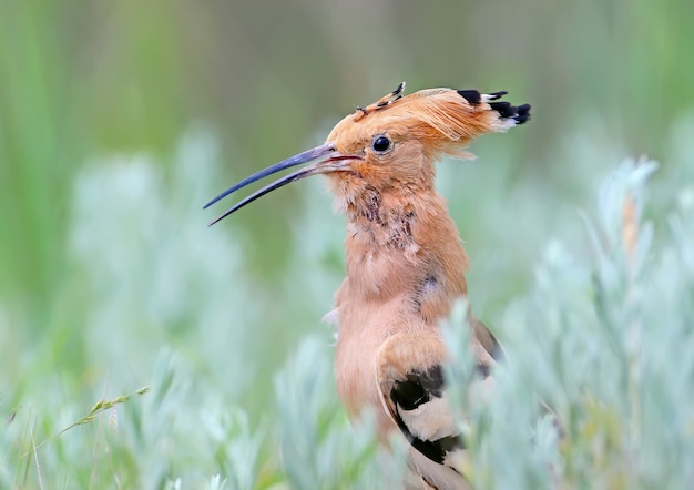 hop in het dikke gras en op de takken van een groene struik.