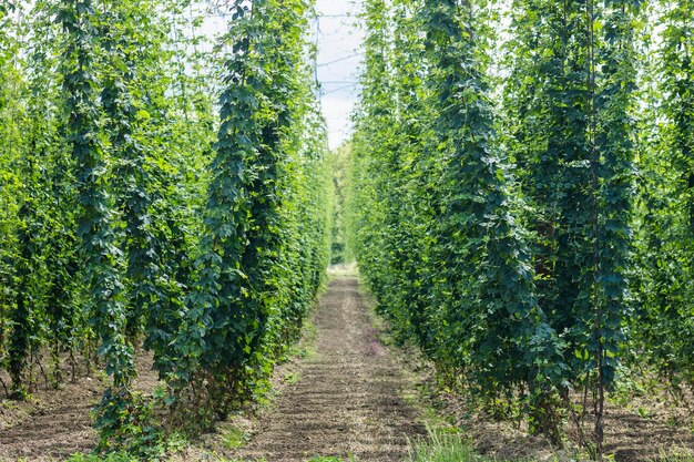 ホップの植物 畑でホップを栽培する コーンを栽培する ルプルス・フムルス 緑のホップをビールに