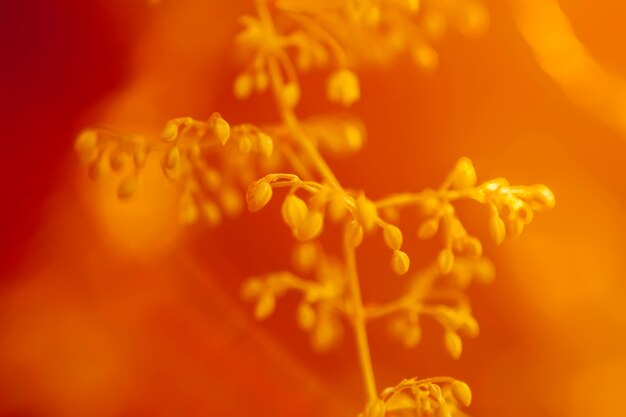 Hop plant in sunset light Golen hour on evening