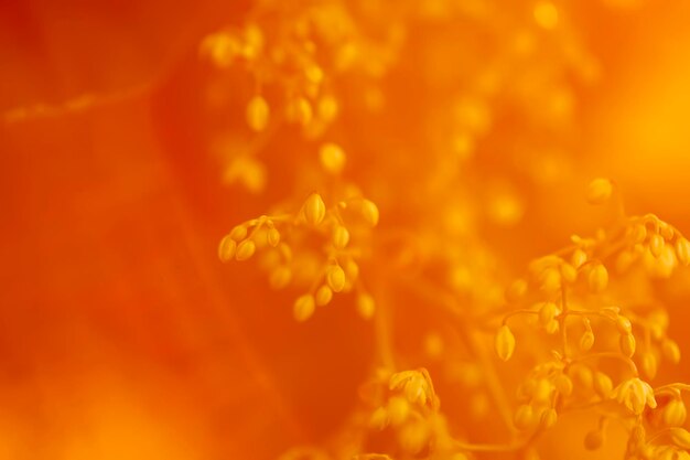 Photo hop plant in sunset light golen hour on evening