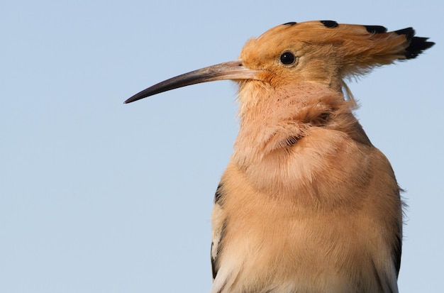 Hop Upupa epops Close-up op een hemelachtergrond