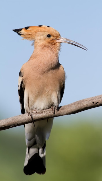 Hop Upupa epops De vogel zit op een tak tegen de lucht