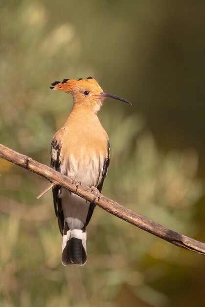 Hop (Upupa epops) Malaga, Spanje