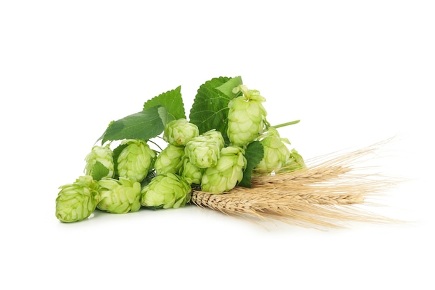 Hop and wheat isolated on white