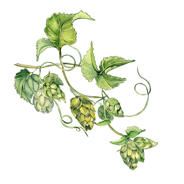 Hop wijnstok plant mout aquarel illustratie geïsoleerd op een witte achtergrond