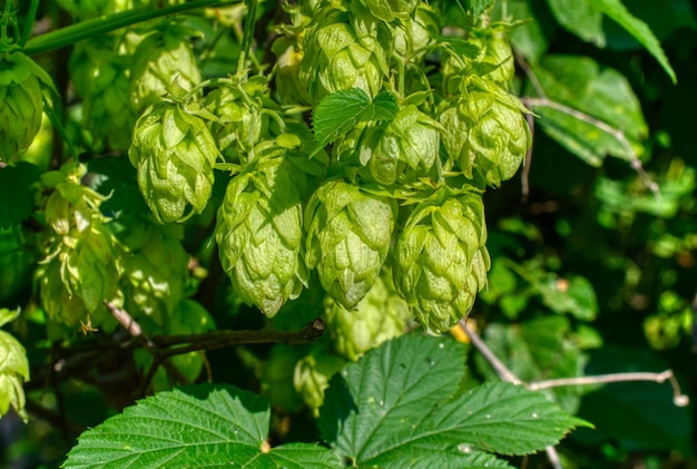 Foto hopbellen close-up shot landbouwplant gebruikt in de brouwerij-industrie