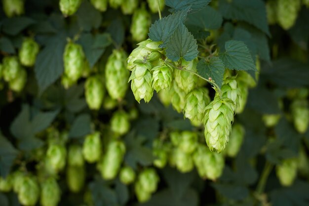 Foto hopbellen in het hopveld