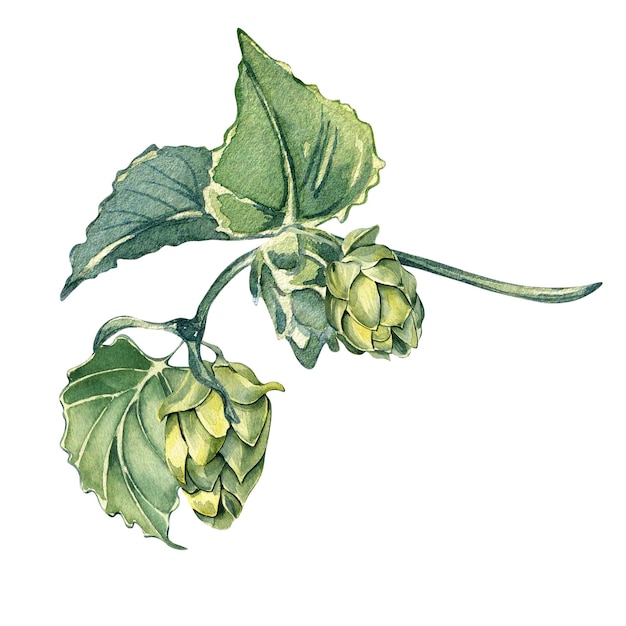 Hops on a brunch watercolor illustration isolated on white background