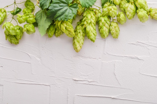 hops on a concrete background with copy space