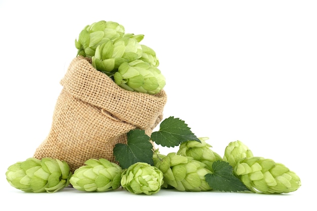 Hops cones spilling from a hessian bag over white