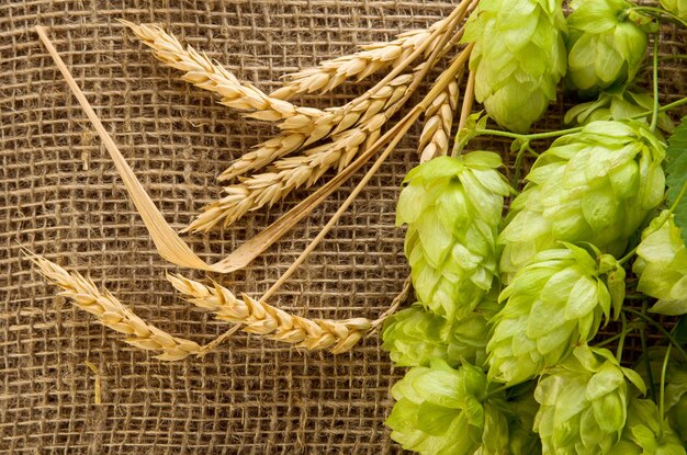 Hops green cones and ripe yellow wheat ears on burlap jute background closeup top view