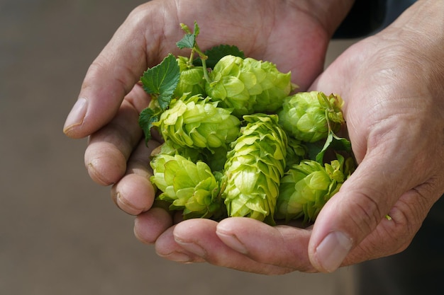 Hops in Northeast China in August