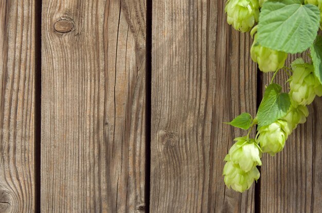 Hops ripe cones on stem with leaves on wooden background as frame for Oktoberfest copy space