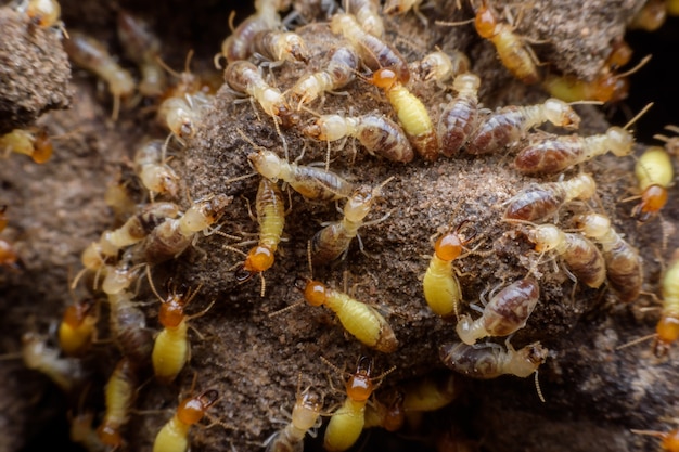 Hordes termieten bouwen hun nest