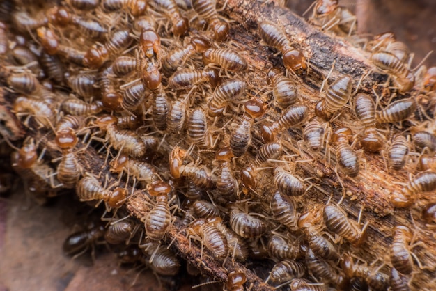 Orde di termiti che mangiano legno marcito