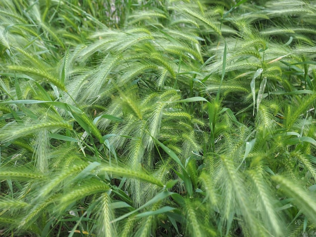 Травяное растение Hordeum murinum
