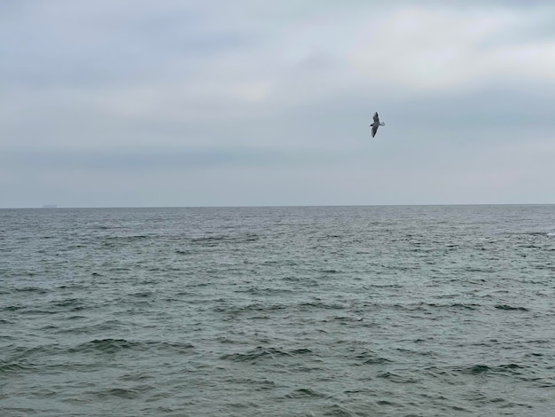 Horizon aan zee, zeemeeuw die in de lucht vliegt