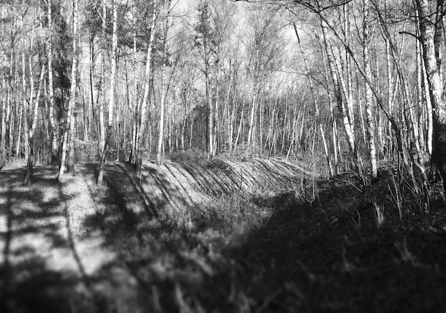 Horizontal black and white birch forest landscape background